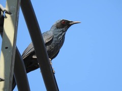 Melanotis caerulescens