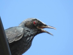 Melanotis caerulescens