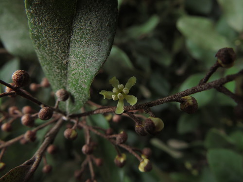 Olivillo (Aextoxicon punctatum)