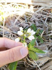 Cardamine maxima