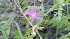 Triodanis