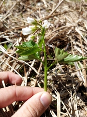 Cardamine maxima