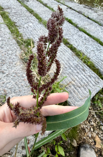 Echinochloa muricata, photograph 5