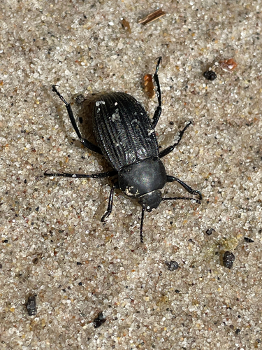 Three-ribbed Darkling Beetle