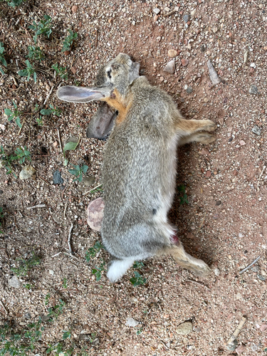 Mountain Cottontail