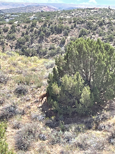 Rocky Mountain Mule Deer