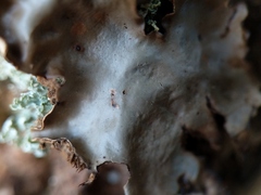 Peltigera horizontalis