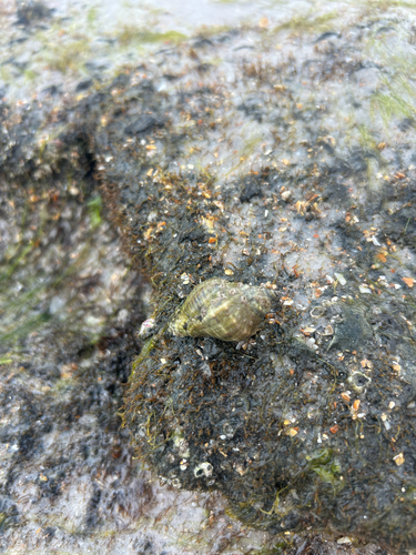 Thais haemastoma floridana, 2026-08-21