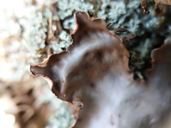 Peltigera horizontalis