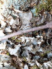 Peltigera horizontalis