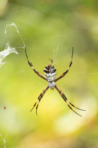 Silver Garden Orbweaver