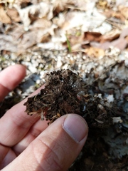 Peltigera horizontalis