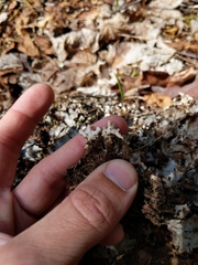 Peltigera horizontalis
