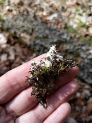 Peltigera horizontalis
