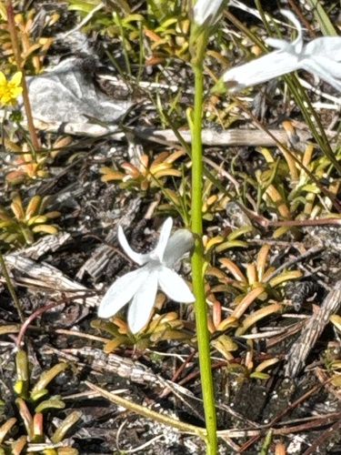 Lobelia dortmanna, photograph 5