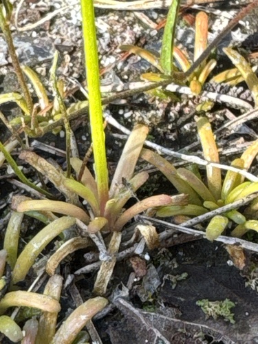 Lobelia dortmanna, photograph 6