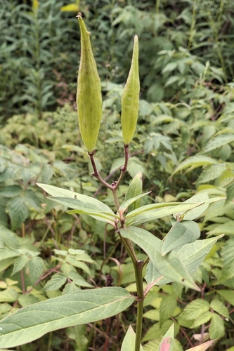 swamp milkweed