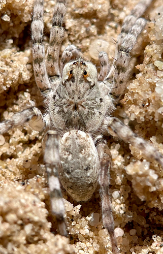 Shoreline Wolf Spider