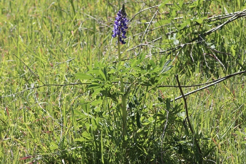 Lupinus succulentus, photograph 6