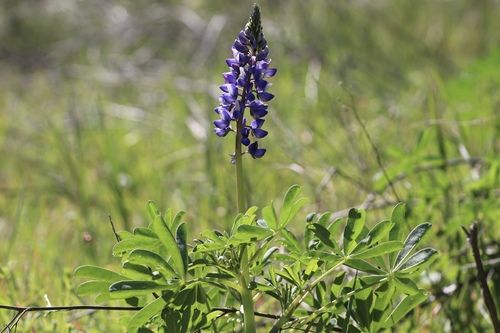 Lupinus succulentus, photograph 5
