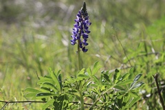 Lupinus succulentus, photograph author not stated, no rights reserved