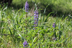 Lupinus succulentus, photograph author not stated, no rights reserved