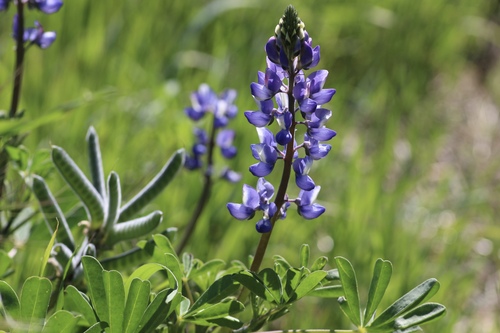 Lupinus succulentus, photograph 3
