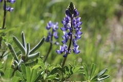 Lupinus succulentus, photograph author not stated, no rights reserved