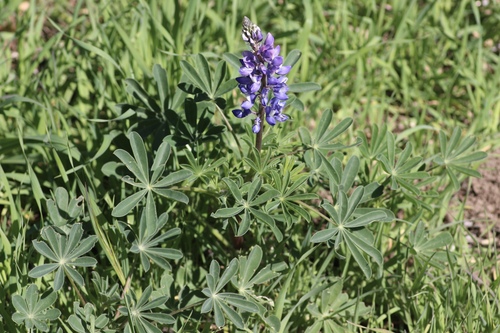 Lupinus succulentus, photograph 2
