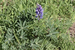 Lupinus succulentus, photograph author not stated, no rights reserved