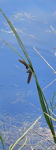 Bolboschoenus robustus observed 2026-08-23