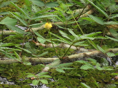 Neptunia oleracea