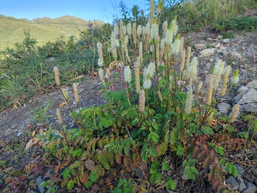 Sanguisorba stipulata