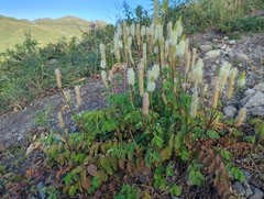 Sanguisorba stipulata