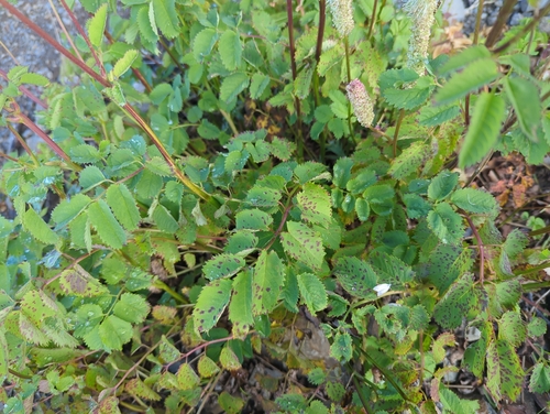 Sanguisorba stipulata, photograph 1