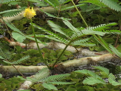 Neptunia oleracea