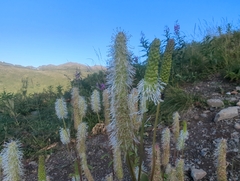 (c) Matt Muir, some rights reserved (CC BY) Sanguisorba stipulata, photograph (c) Matt Muir, some rights reserved (CC BY)