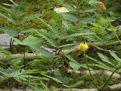 Neptunia oleracea