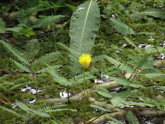 Neptunia oleracea