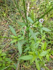 Verbena