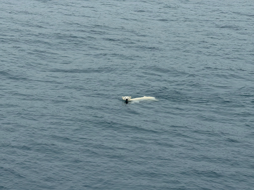 Black Bear sighting near Baffin