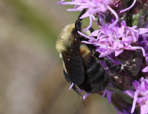 Brown-belted Bumble Bee