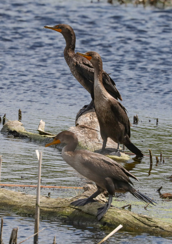 Double-crested Cormorant