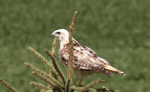 Red-tailed Hawk