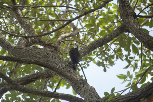 White Woodpecker