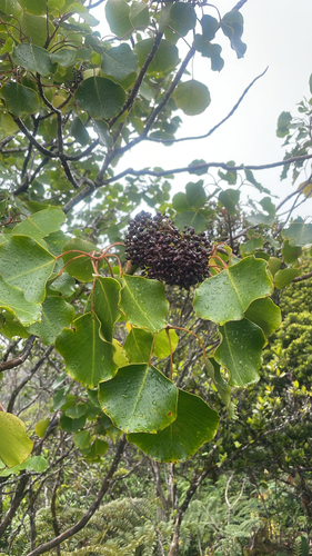 Cheirodendron platyphyllum observed 2026-08-23