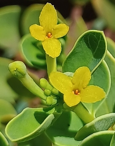 Wikstroemia uva-ursi observed 2026-08-23