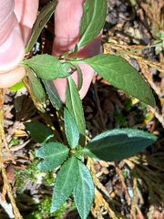 Chimaphila menziesii, photograph (c) Cody Hinchliff, some rights reserved (CC BY)