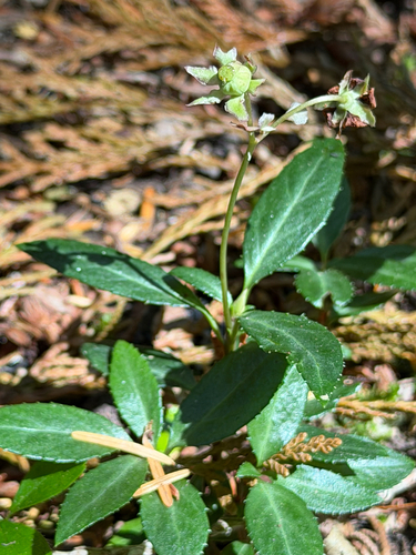 Chimaphila menziesii