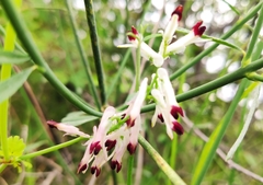 Fumaria flabellata